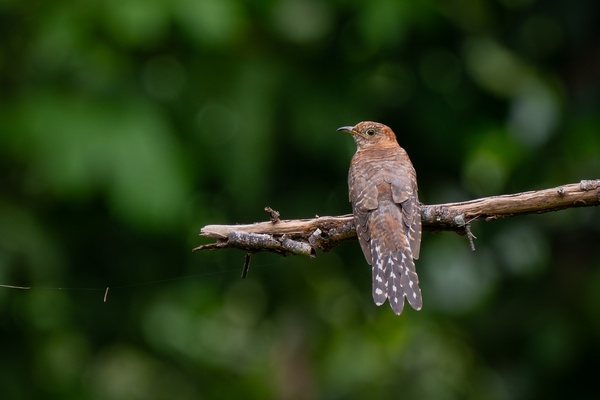 Photo credit: Tan Lu San