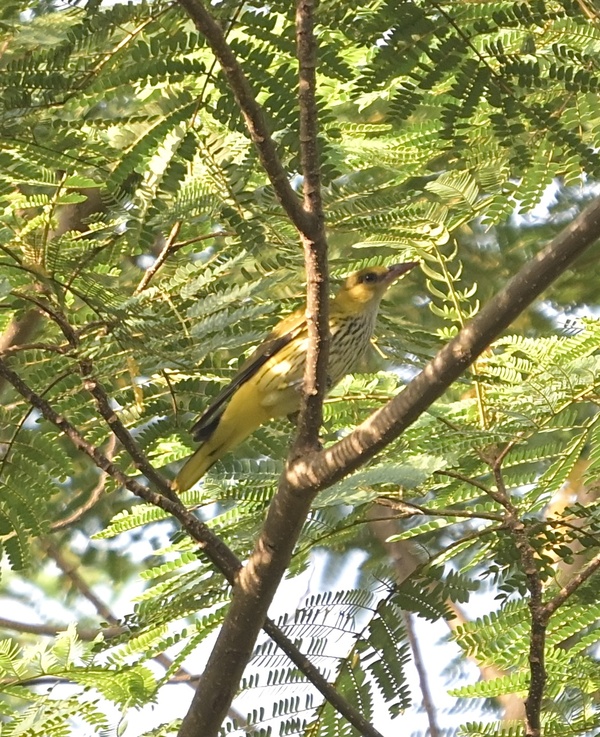 Photo credit: Wai Heng Lua