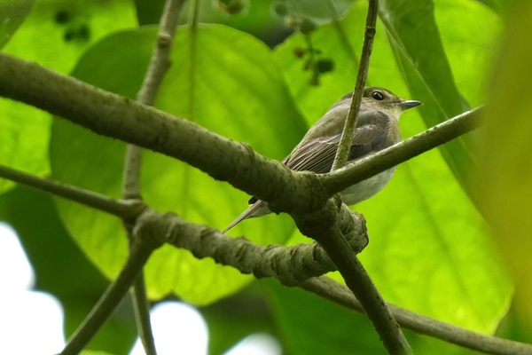 Photo credit: T Ramesh