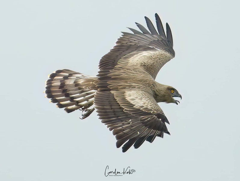 Photo credit: Gordon Koh