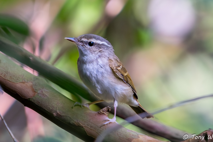 Photo credit: Tony W