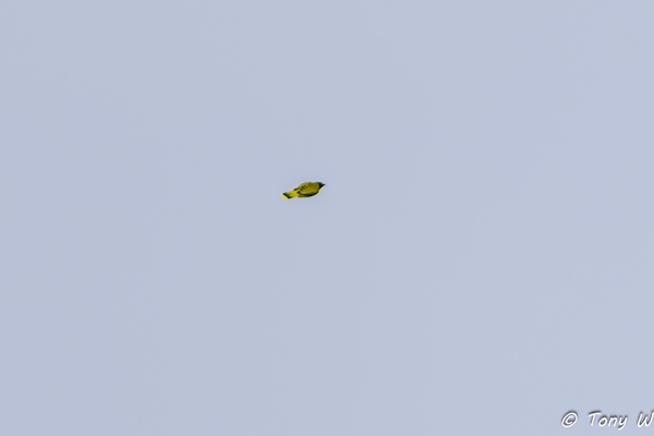 Photo credit: Tony W