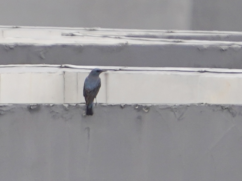 Photo credit: Jared Tan