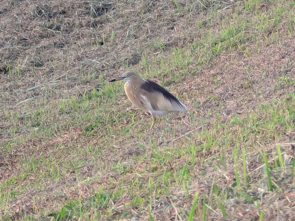Photo credit: Raja Moorthy Karapaya