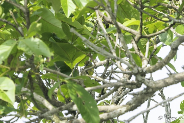 Photo credit: Tony W