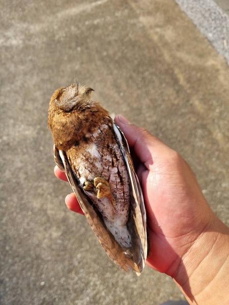 Photo credit: Massuri