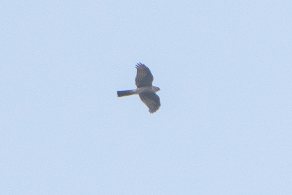 Photo credit: Jared Tan