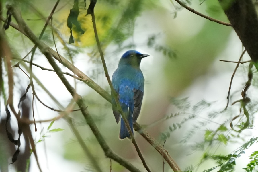 Photo credit: T.Ramesh