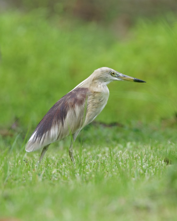 Photo credit: Ben Choo