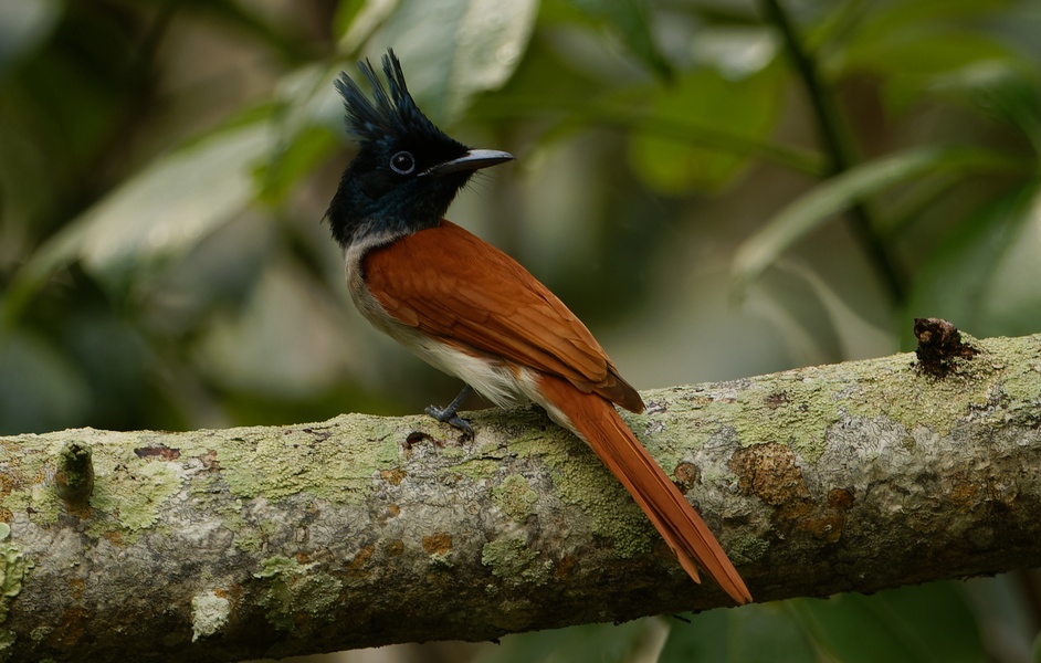 Photo credit: Chris Kenyon