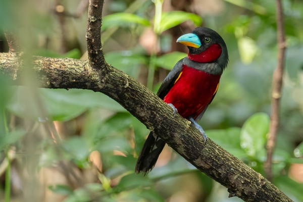 Photo credit: Weekend Birder