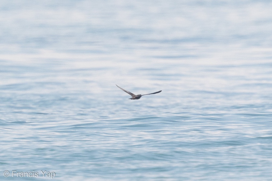 Photo credit: Francis Yap