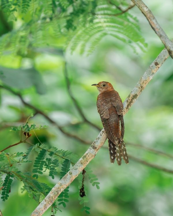 Photo credit: Tan Lu San