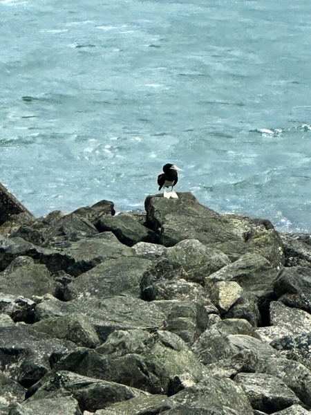 Photo credit: Charles Khoo