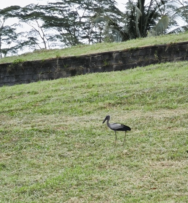 Photo credit: Calvin Soh