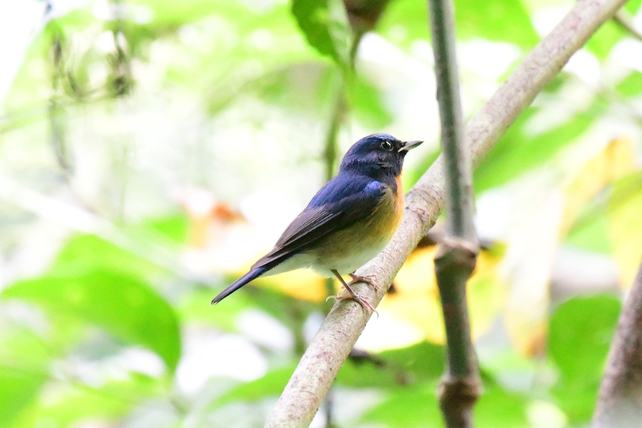 Photo credit: Koh Wild
