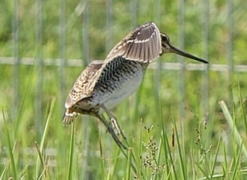 Photo credit: T. Ramesh