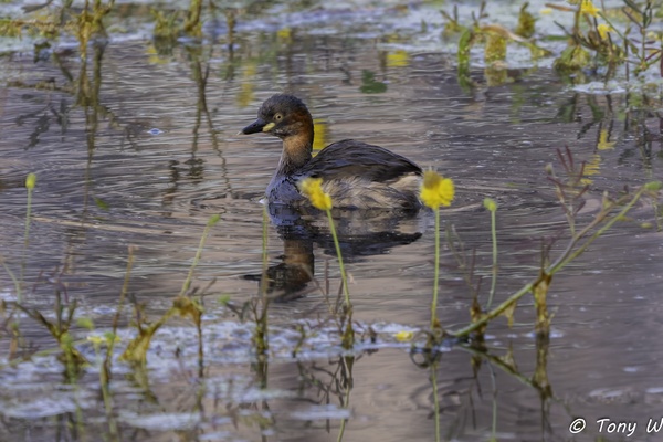 Photo credit: Tony W