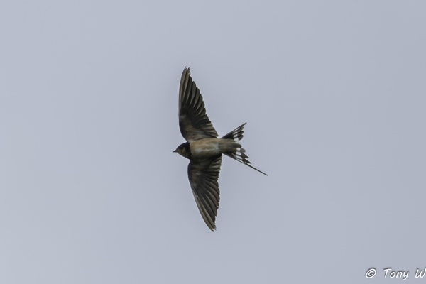 Photo credit: Tony W