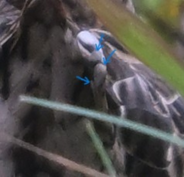 Photo credit: Wai Heng Lua