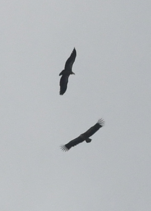 Photo credit: Mac Ng