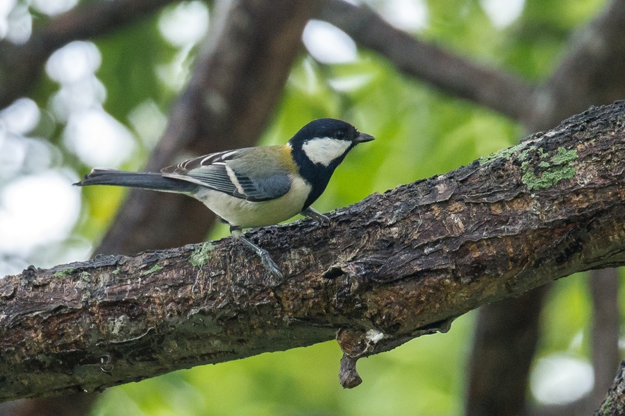 Photo credit: Adrian Silas Tay