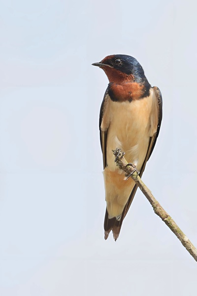 Photo credit: Ivan Ng