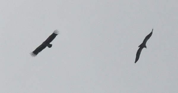 Photo credit: Mac Ng