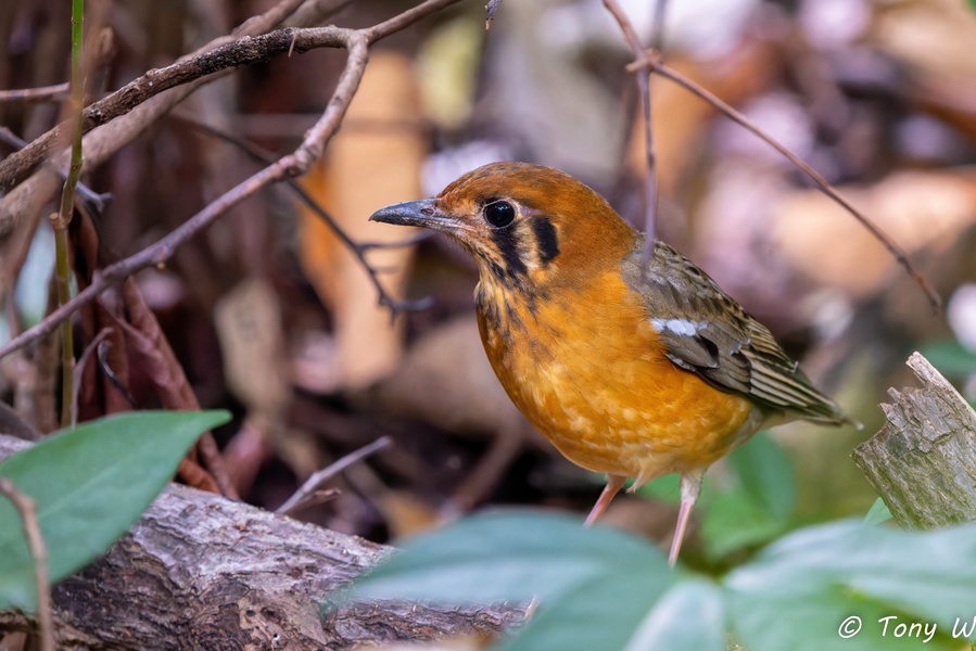 Photo credit: Tony W