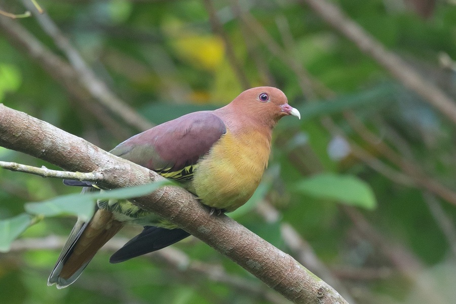 Photo credit: Francis Yap