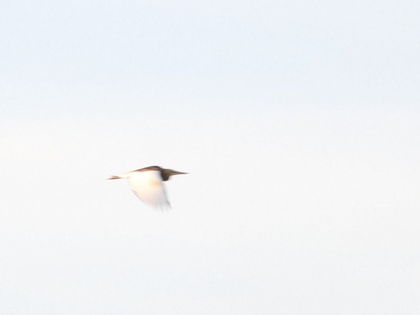 Photo credit: Raja Moorthy Karapaya