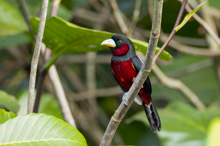 Photo credit: Weekend Birder