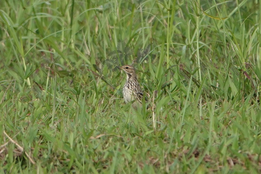 Photo credit: Raghav Narayanswamy