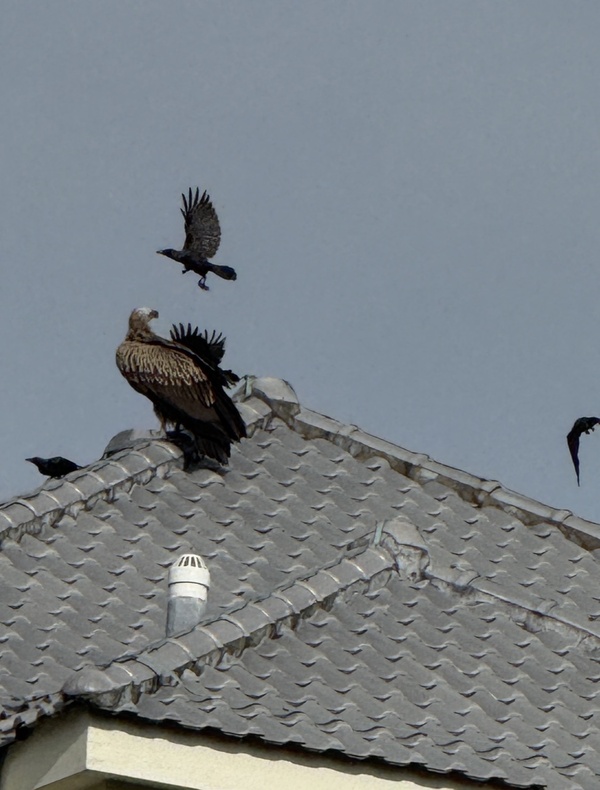 Photo credit: Zoffer