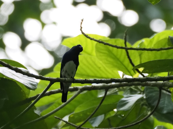 Photo credit: Mohamed Fazlin Bin Said Mohd