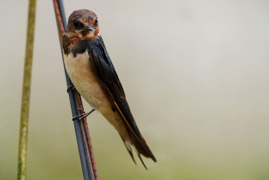 Photo credit: Rovena Chow