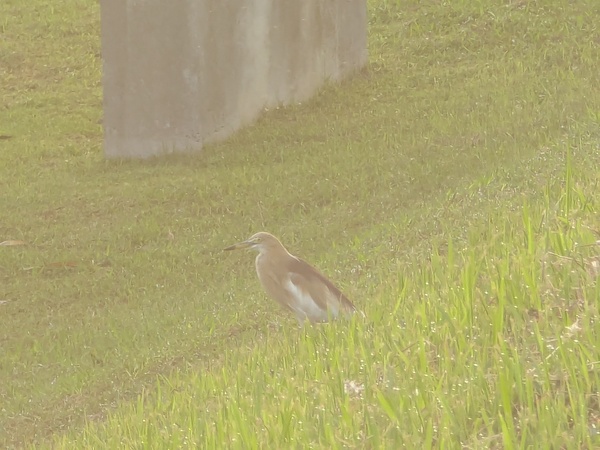 Photo credit: Raja Moorthy Karapaya