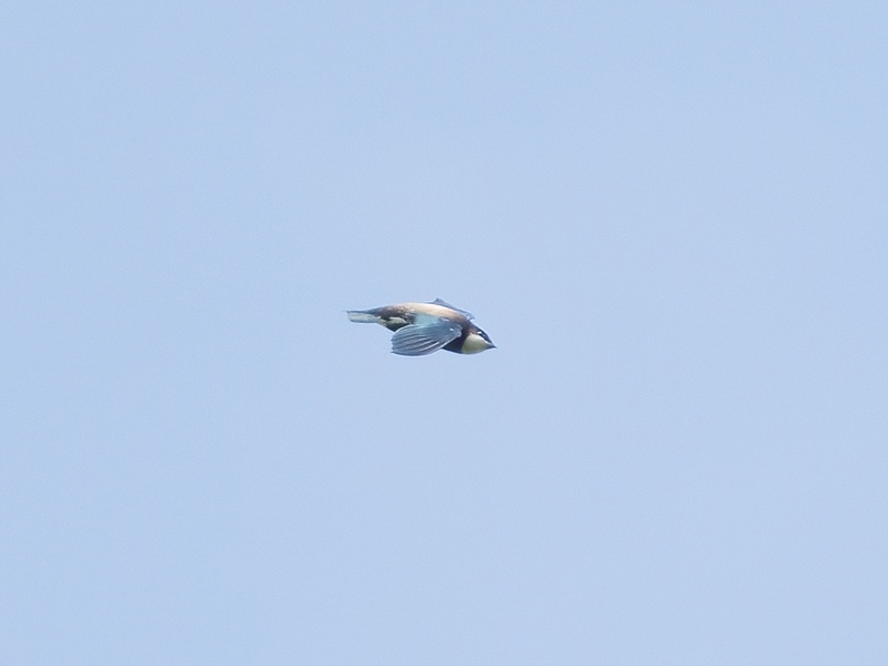 Photo credit: Jared Tan