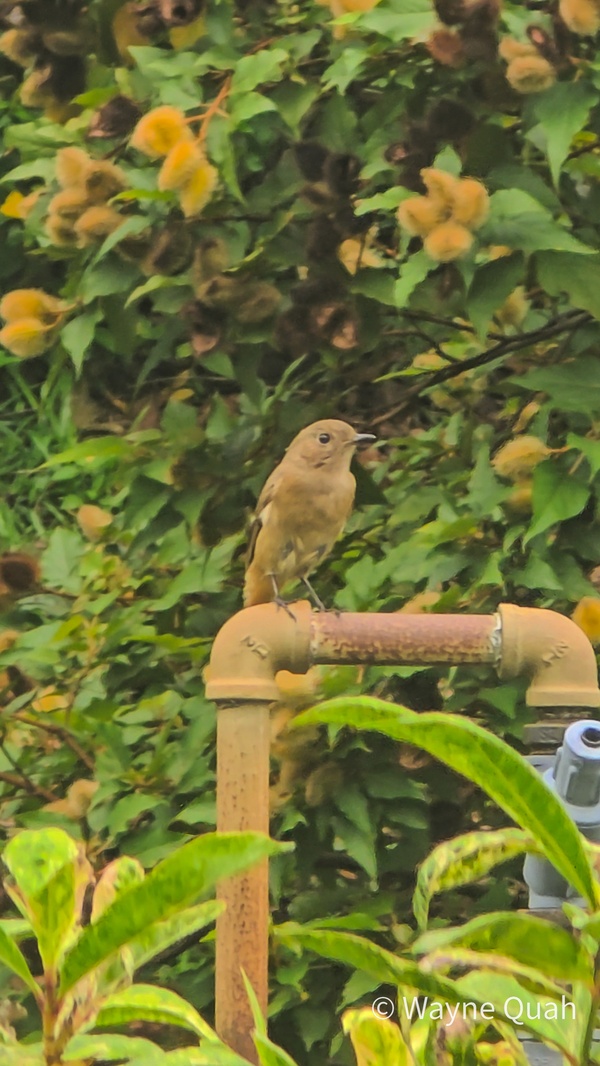 Photo credit: Hanon Teng