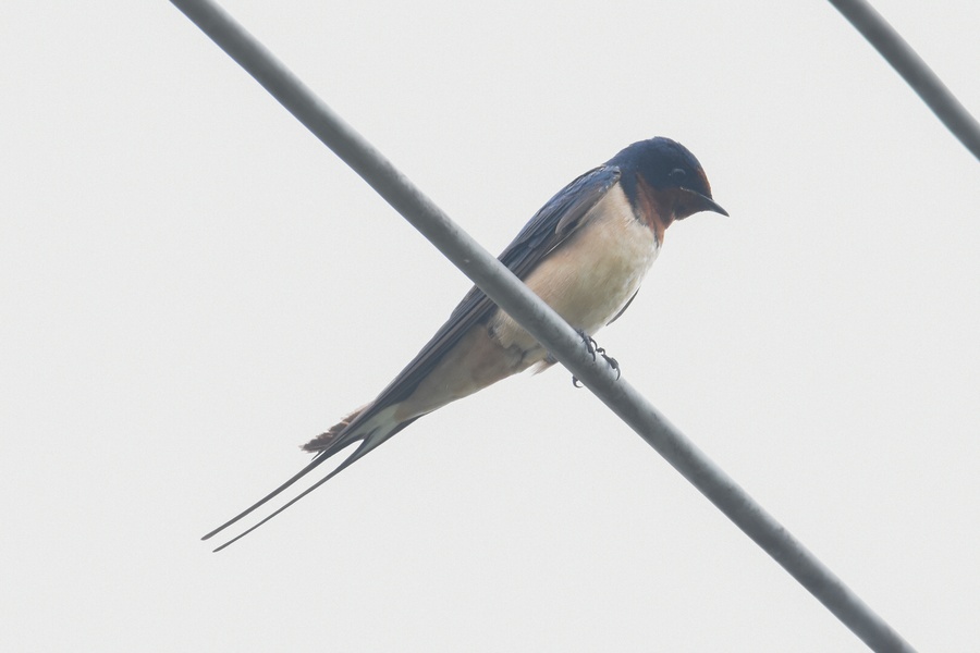 Photo credit: Dillen Ng