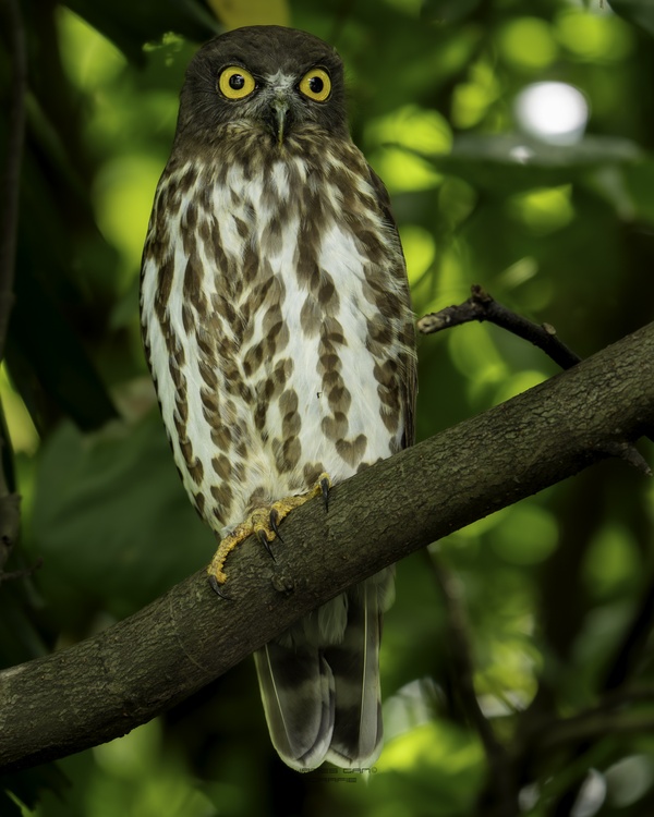 Photo credit: James Gan