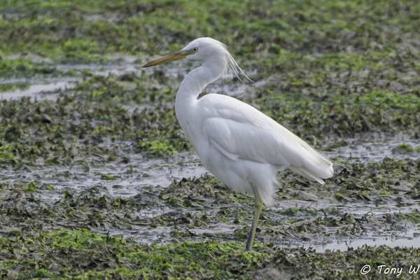 Photo credit: Tony W