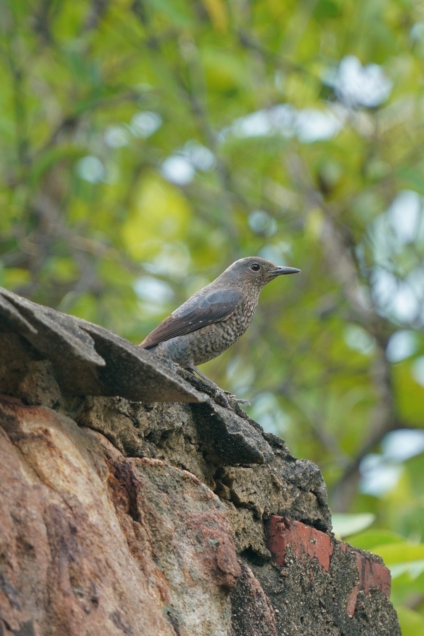 Photo credit: Chin Yu Xun