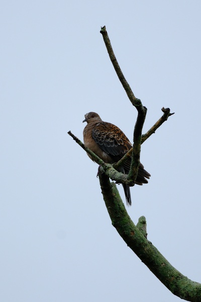 Photo credit: Lee hua keong