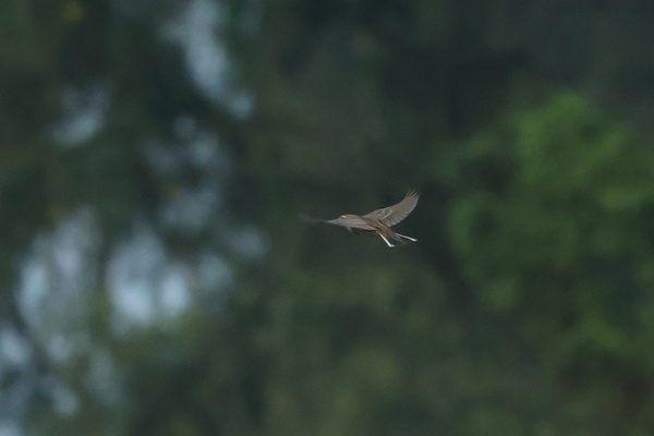 Photo credit: Daniel Engelbrecht