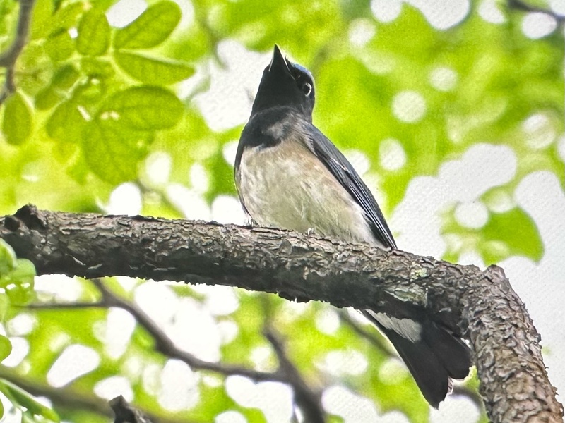 Photo credit: Lam SG