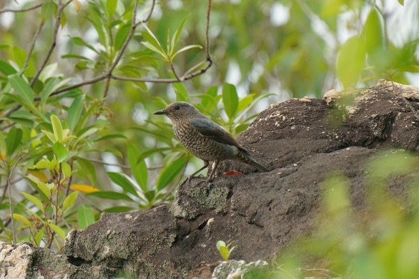 Photo credit: Chin Yu Xun