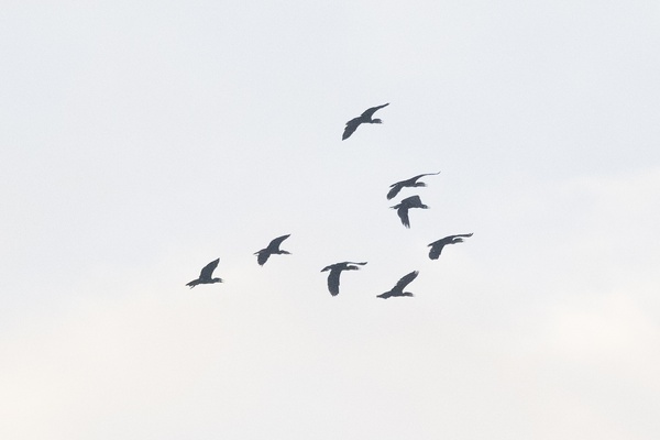 Photo credit: Vincent Choong Keng Hoe