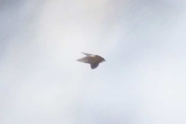 Photo credit: Mohamed Fazlin Bin Said Mohd