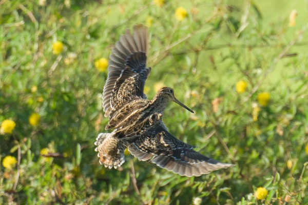 Photo credit: Francis Yap